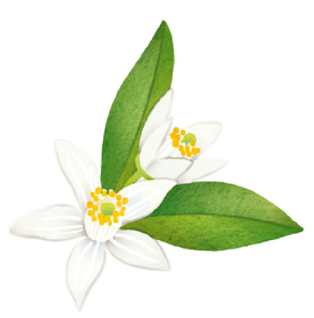 ビターオレンジの花から採れる ネロリオイルはフローラル系の優雅な香り ハーブの森