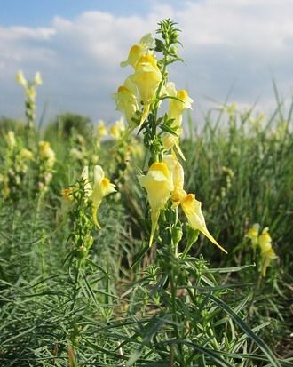 黄色の可愛い小さな金魚草のような花が夏場に楽しめる トードフラックス ハーブの森